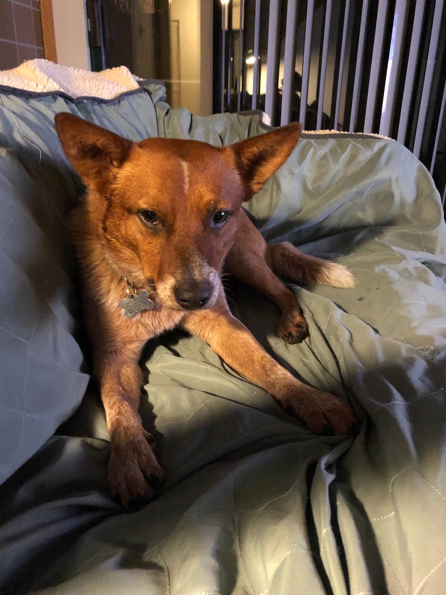 jtse's tweet photo. @DPSRescue it took a while for Elf to warm up but he is officially a velcro dog https://t.co/BITdltOq2O