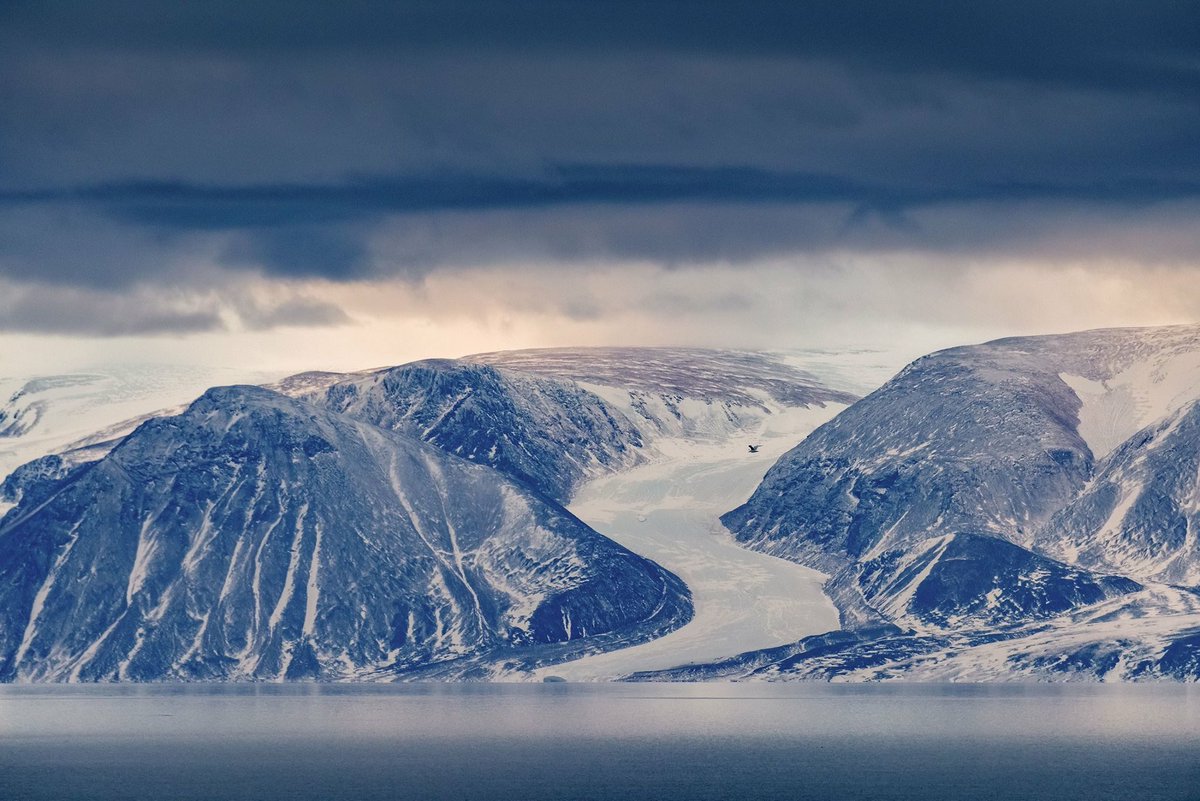 A Northern Fulmar flies across the pathway of one of many #glacial tongues flowing into the #Arctic #Sea along the northeast shoreline of #Baffin #Island. This is our #Canada.
<a href="/AdventureCanada/">Adventure Canada</a> @NunavutTourism