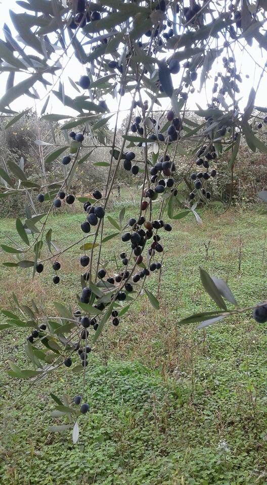 calabriaonline's tweet photo. #Calabria tra i leader nella produzione di #olioextravergine di oliva. Dalla nostra campagna al frantoio di #Limbadi. #Qualenergia se non quella della genuinità, #gusto e benessere? 

@coldiretti @ColdirettiG @Cia_Agricoltura @agricoltura24 @Olioextrav @iOlivextravergi https://t.co/1QPhv3Rkol
