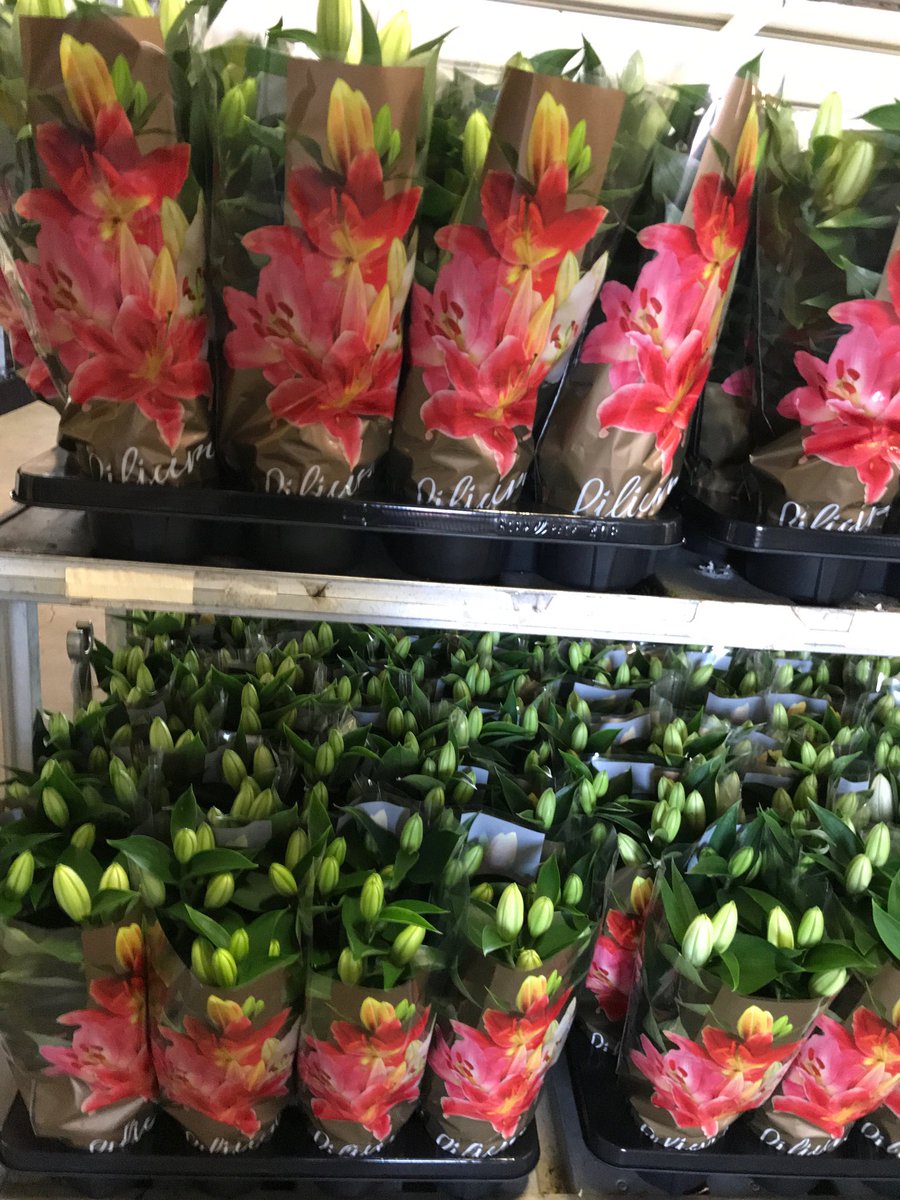 SchieLilium's tweet photo. Onze luxe bedrukte hoes is er nu ook voor Oriental 13cm! Morgen Souvenir White in deze hoes voor de klok in Westland en Aalsmeer #wvwm #potlelies. https://t.co/a0NRkX89es