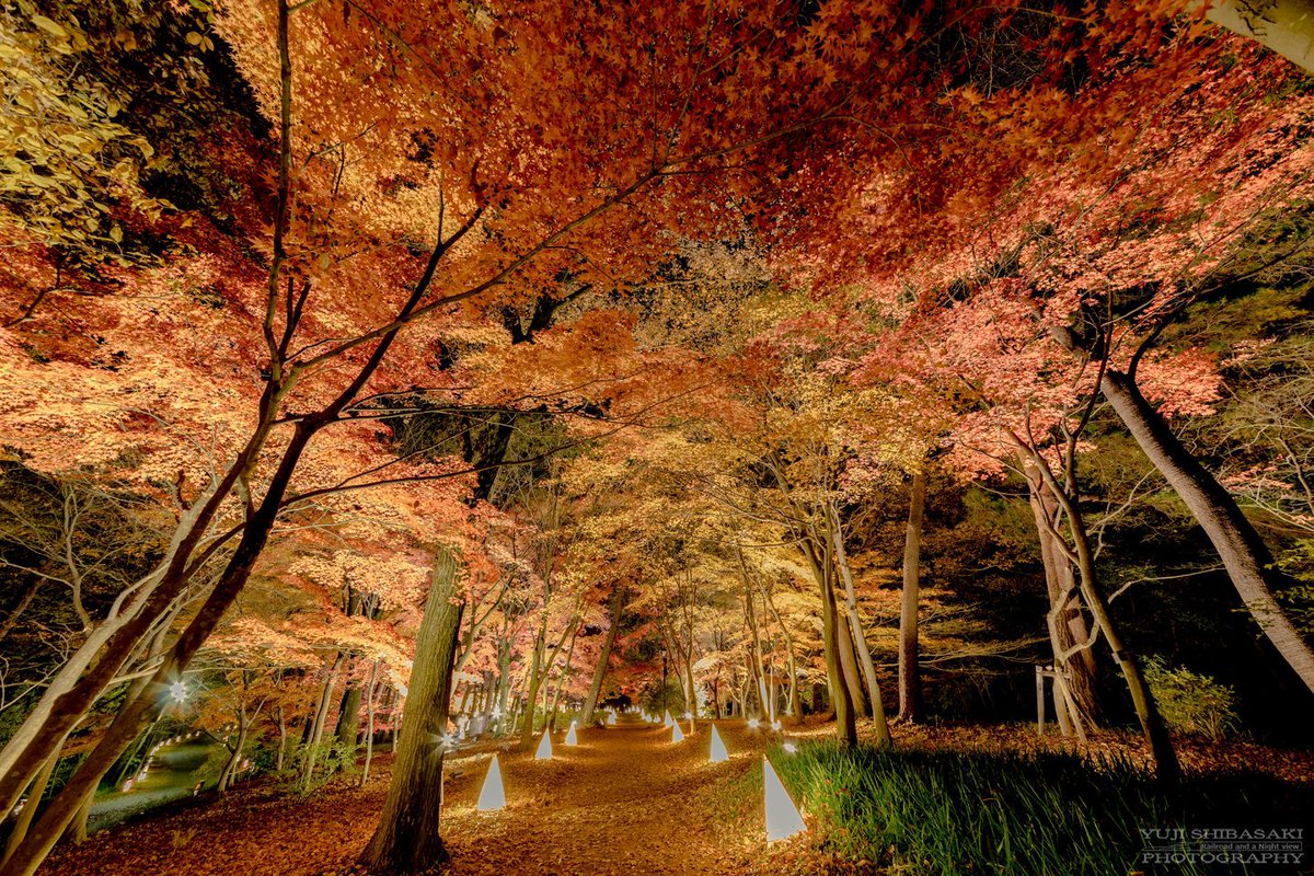 紅葉見ナイト 紅葉見ナイト