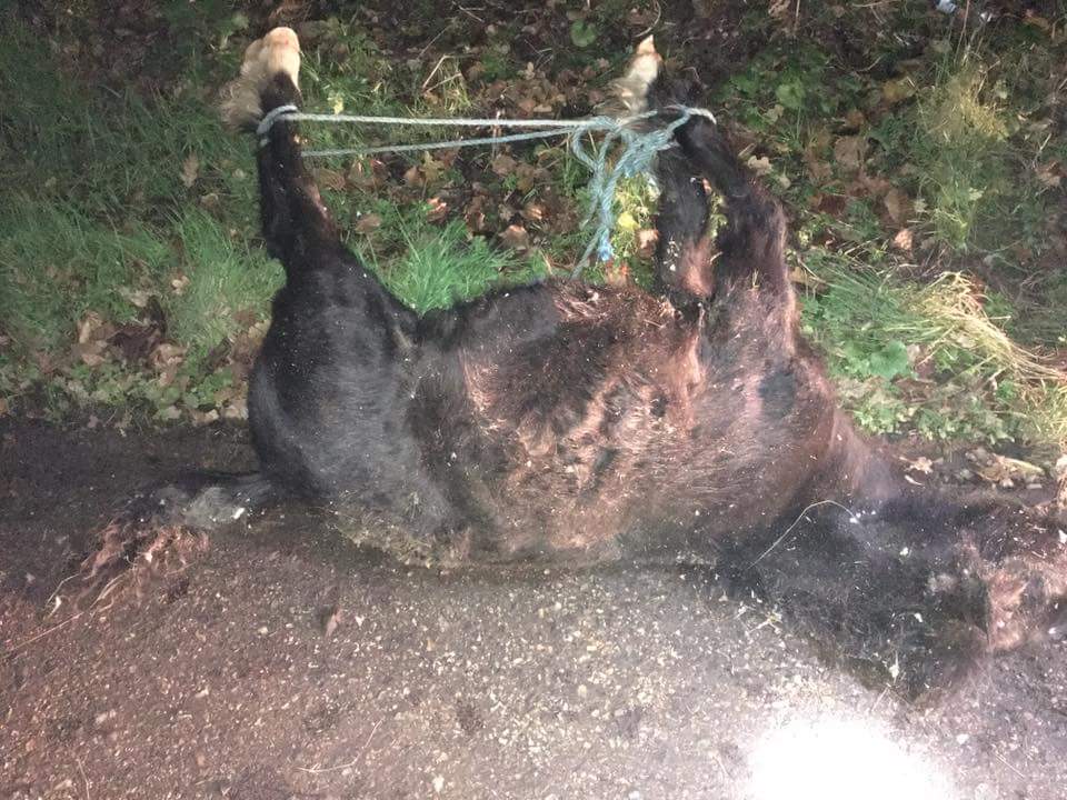 WE_HTHW2015's tweet photo. Coming like an avalanche now - RIP sweet pony - WE are all trying to get this stopped
#OpEquine https://t.co/PVfuZVIKUZ