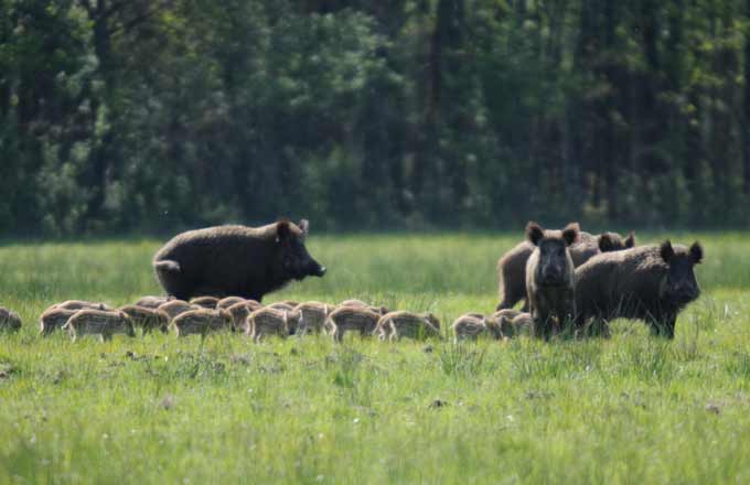 Forestopic's tweet photo. Le sanglier est-il une menace pour la #biodiversité des #forêts en Europe? ׀ L'Agora
https://t.co/FWY31ZDnYg https://t.co/E8B2YUU0MC