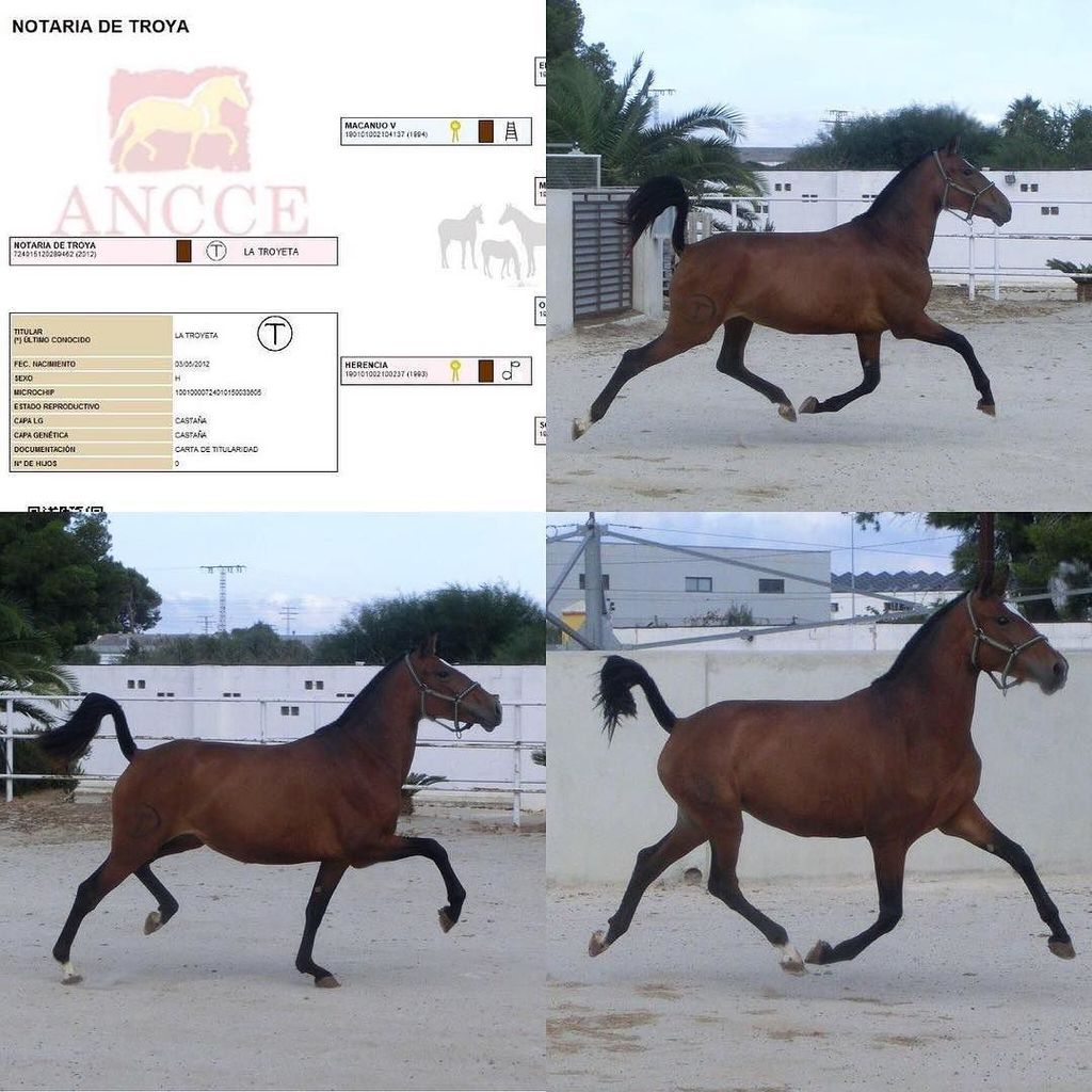 latroyeta's tweet photo. NOTARIA DE TROYA es una yegua de Pura Raza Española nacida en 2012, incluida en el lote puesto a la venta por Yeguada La Troyeta. Más información en el teléfono (+34) 629505656 (Pedro). #PRE #purarazaespañola #yeguadalatroyeta #yegua #sicab #precval #spa… https://t.co/XdsWmYCVQS https://t.co/7a80JElyFp