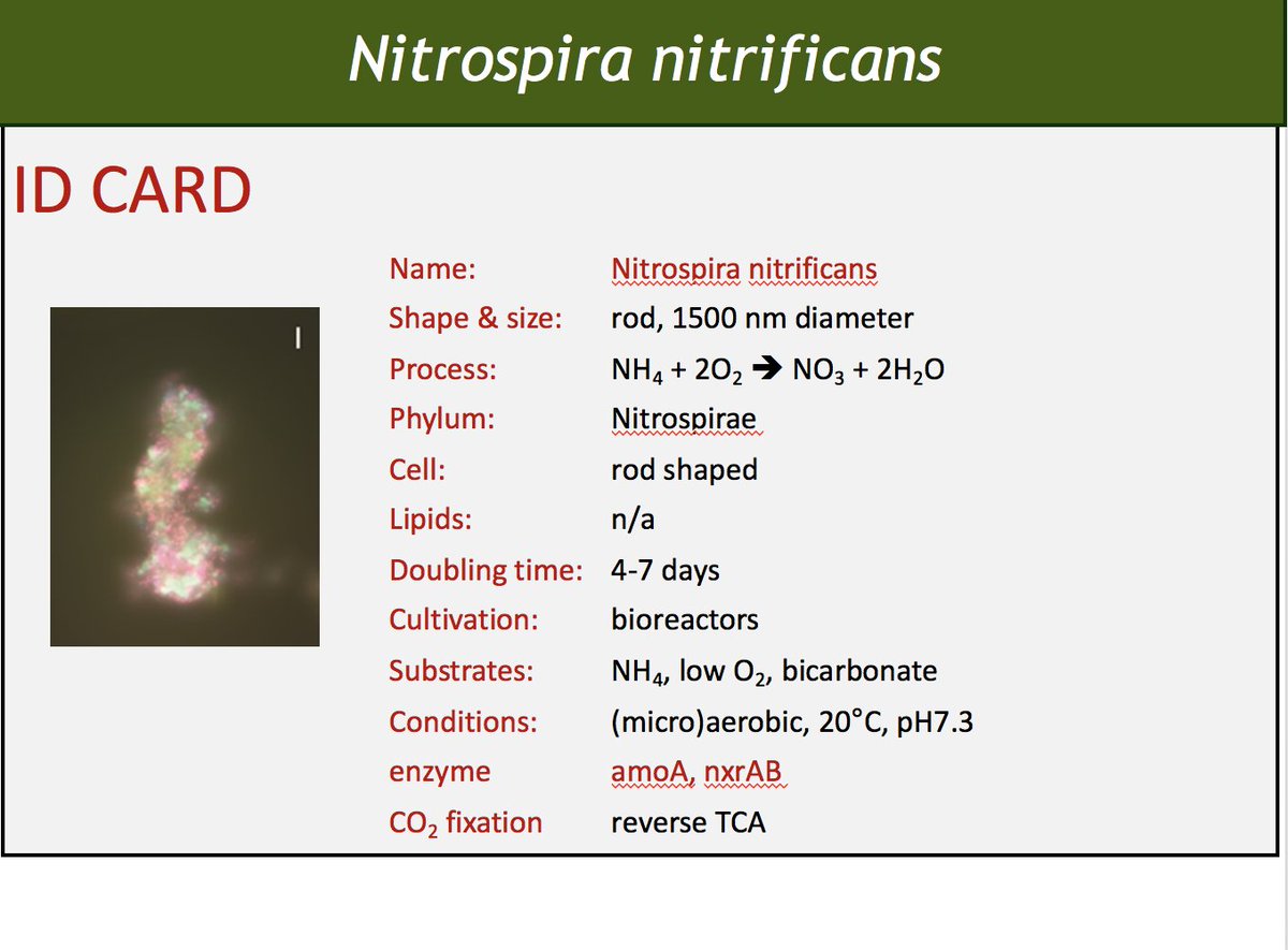 msmjetten's tweet photo. Teaching #nitrifying #bacteria including #comammox to 2nd year BSc Biology students of @Radboud_Uni #nitrosomonas #nitrobacter #nitrospira #ammonium #nitrite #nitrate #nitrogen cycle #microbiology
https://t.co/79h66hkOxP
https://t.co/evKK3NG9T4 https://t.co/H7jBzn6nxw