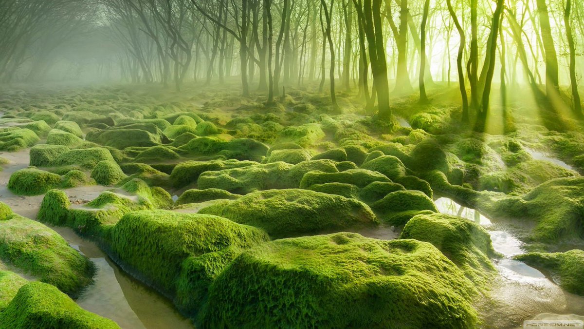 Günün Fotoğrafı / Picture Of The Day

#PictureOfTheDay #GününFotoğrafı #Wallpaper #Photo #HDResim #Forest #Moss #Tree #Sun #Lake #Rock #Nature #Orman #Yosun #Ağaç #Taş #Güneş #TuerkiyedeOlur #AskınBanaÖğrettiği