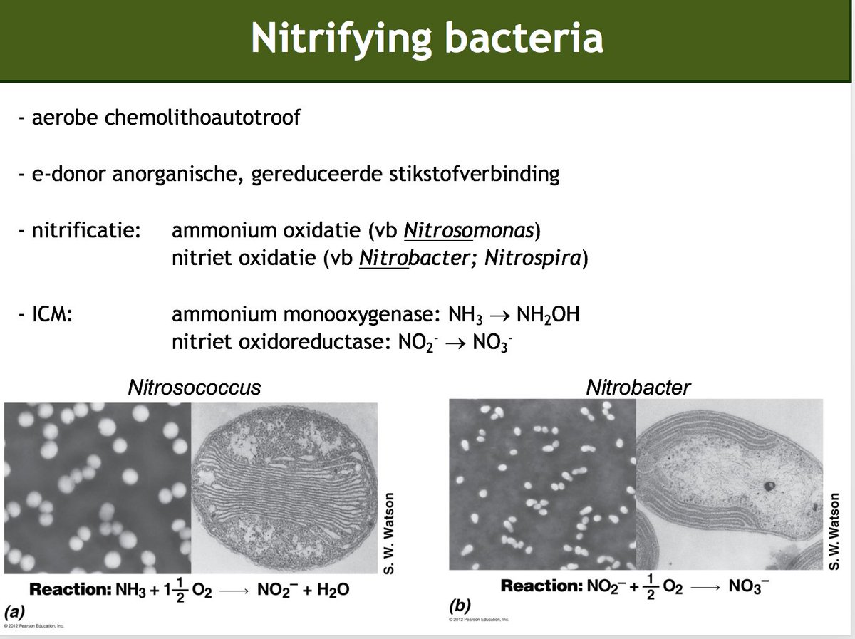 Строение бактерии. Structure of microorganisms. Bacteria число. Эубактерии строение клетки. Вирусы и бактерии.