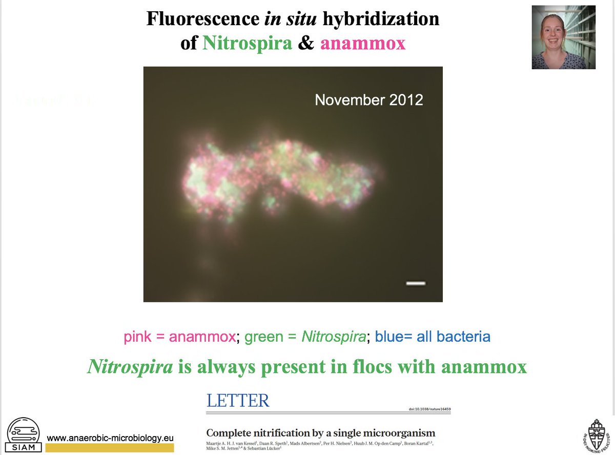 msmjetten's tweet photo. Teaching #nitrifying #bacteria including #comammox to 2nd year BSc Biology students of @Radboud_Uni #nitrosomonas #nitrobacter #nitrospira #ammonium #nitrite #nitrate #nitrogen cycle #microbiology
https://t.co/79h66hkOxP
https://t.co/evKK3NG9T4 https://t.co/H7jBzn6nxw