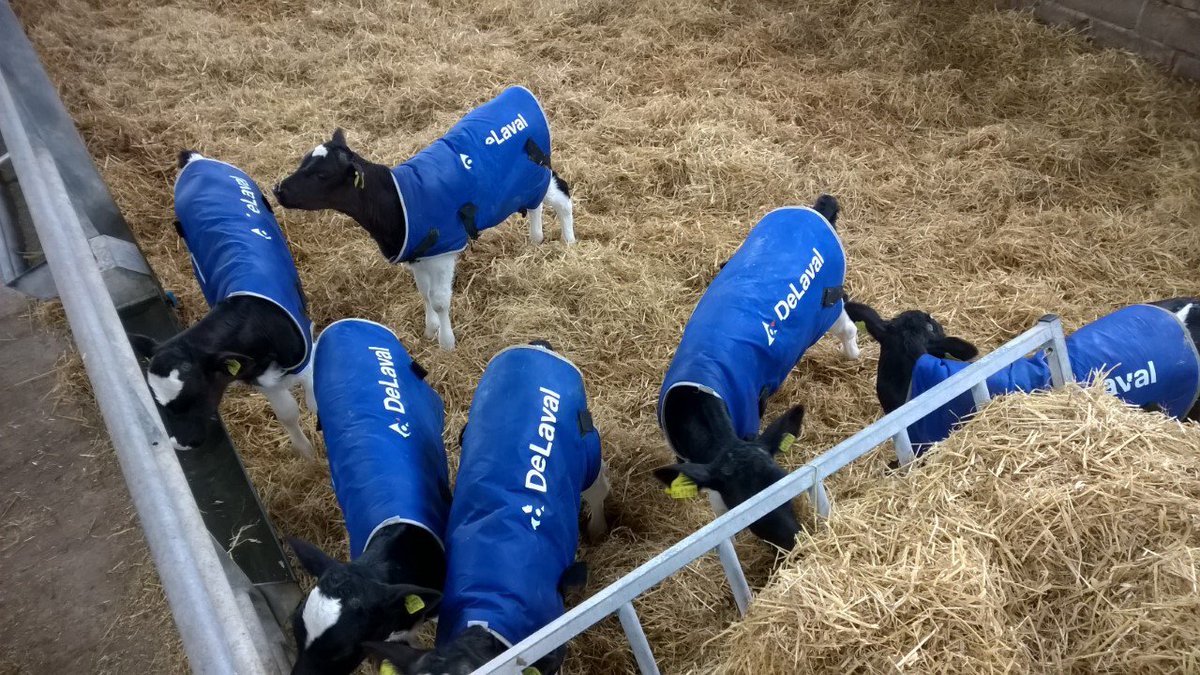 wictonfarm's tweet image. Growing up too fast - had to take off their @delaval calf coats as they have grown out of them! #happycalves #calving17