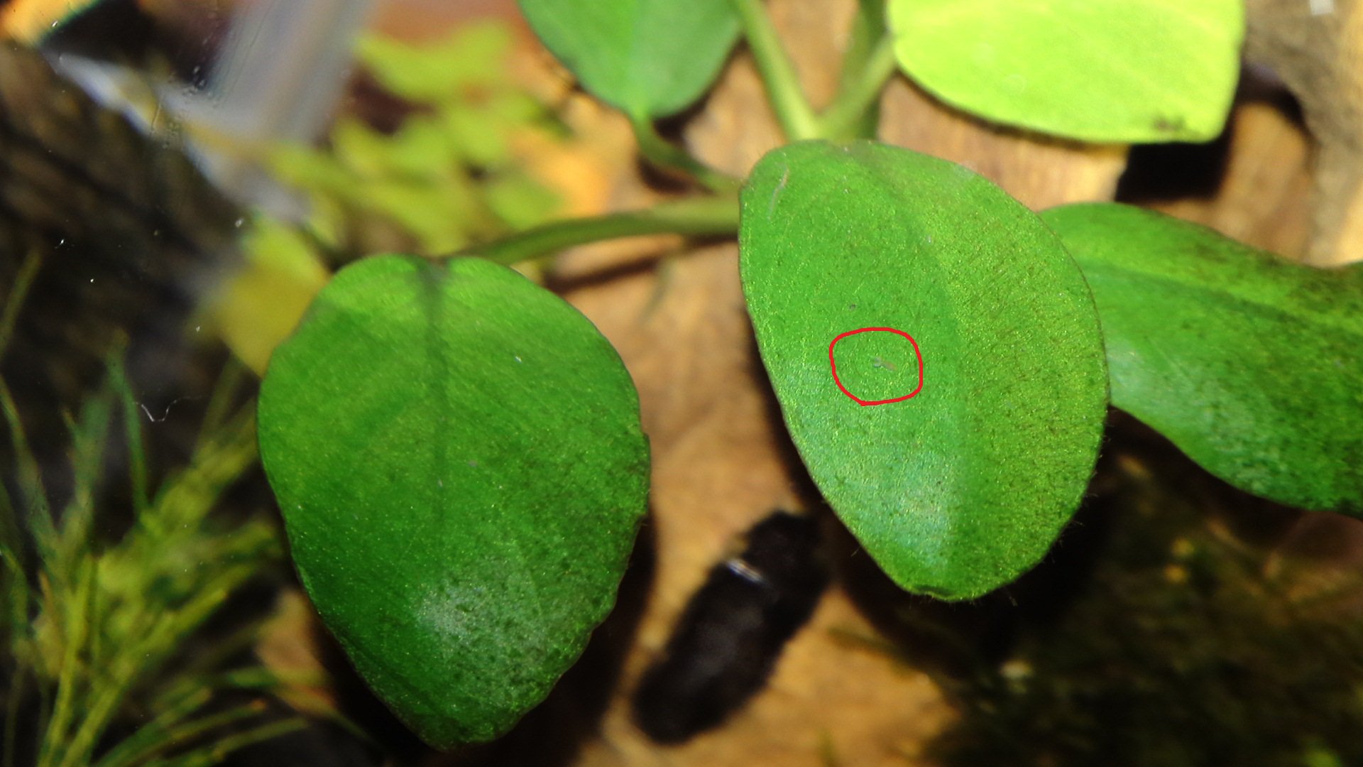 ぃよう ﾟwﾟ ヌマエビ水槽にケンミジンコが湧きました O 一枚目に写ってるのはおそらく抱卵個体 写真だと分かりにくいけど 目視だと結構な数を確認 安定した水質のバロメーターで ヌマエビの繁殖には欠かせない存在とのこと W ゞ
