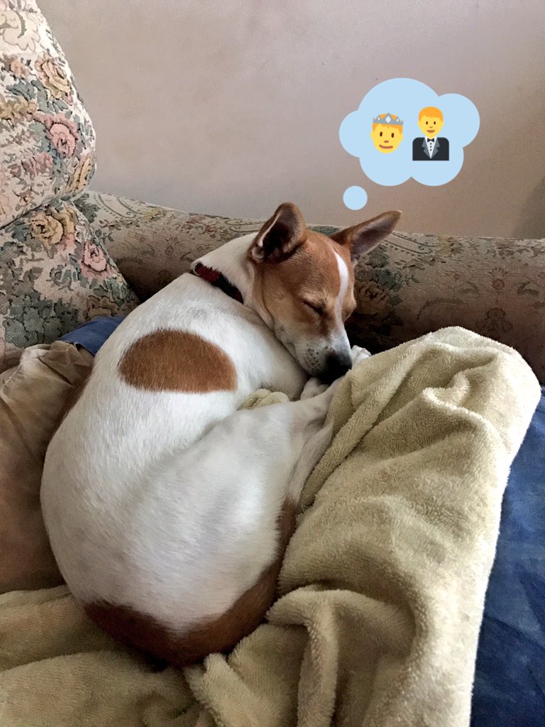 PvtBuddybum's tweet photo. @N9nnaDK @RupertTitch P: ๐ฑ๐ฐ๐ฑ๐ฐMe?? Sit still?? Aaarrgghhh!! Only time I does dat is when I's sleepin๐ด ๐ค #SoNotHappening #WeddingIsOff https://t.co/CIOrr5aLhI