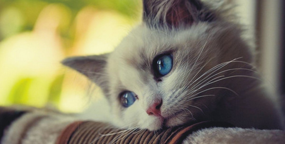 MiaustoreNL's tweet photo. Bekijk onze laatste post! "Mijn kat verliest gewicht" #katten #drinkfontein #water #gezond #CatsOfTwitter #Catsgiving #cats #dieren #dierenvrienden #welzijn #stroming #keramisch #keramiek #blauw #KATTUN #Kattraffic #huisdieren #liefde #kat https://t.co/PpAZ3QoG5l