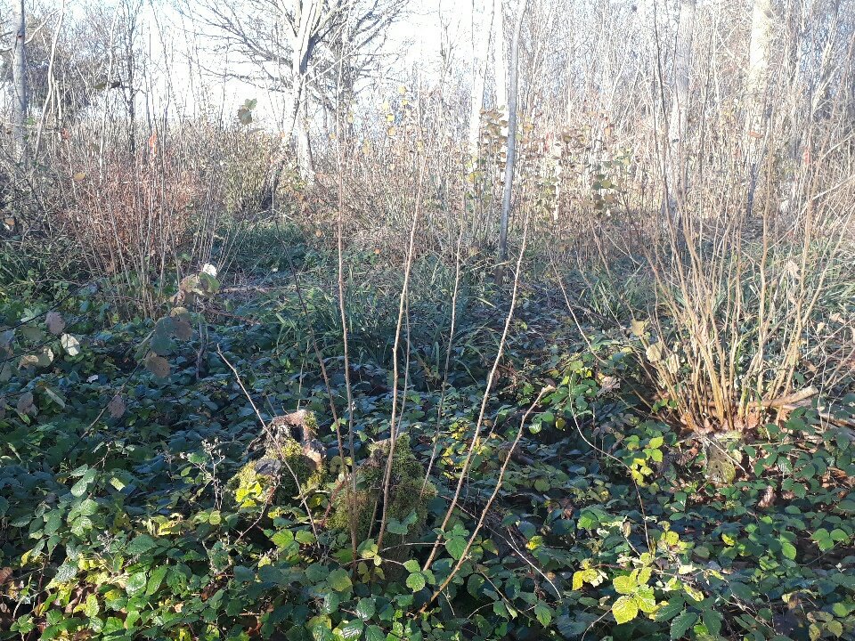 davidhdeereng's tweet photo. Sssi wood in #Suffolk 
1 season growth protected from deer browse https://t.co/6Bjhrrd3Pd