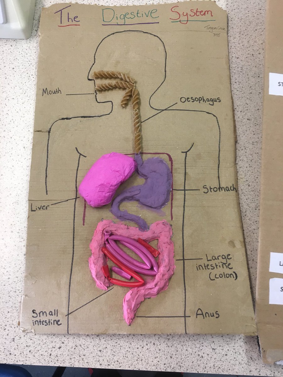 ScienceKJAR's tweet photo. #Digestion models: Yr 7 extended OSL creativity and scientific thinking to the fore #awesomemodels https://t.co/VnQIbGkaGc