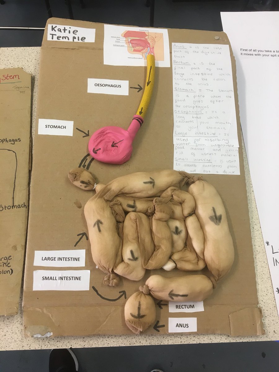 ScienceKJAR's tweet photo. #Digestion models: Yr 7 extended OSL creativity and scientific thinking to the fore #awesomemodels https://t.co/VnQIbGkaGc