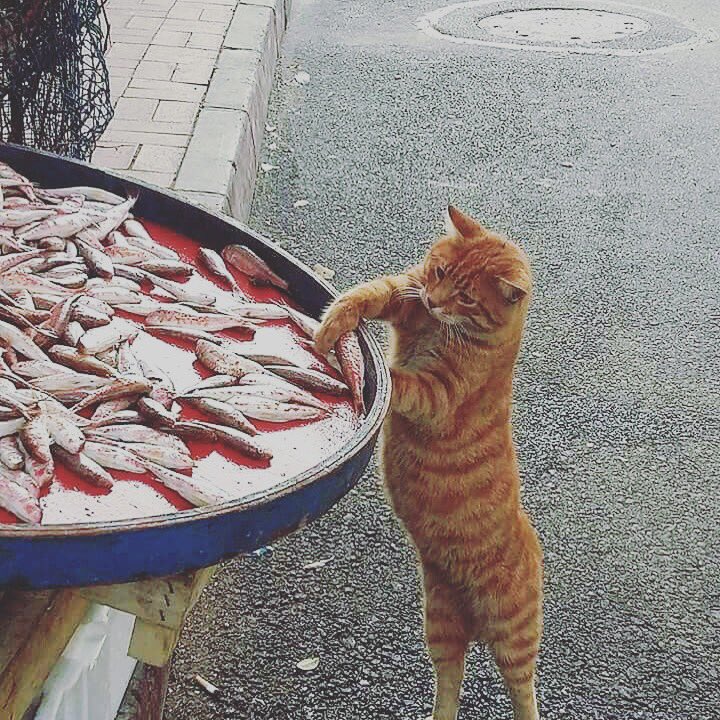 Always be yourself 🐟🤗 #qotd #quote @