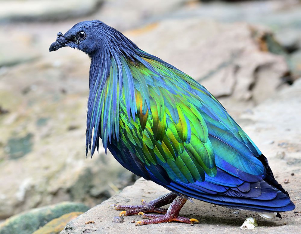 二度見するほど美しい生き物 ミノバト 強い光沢のある綺麗なハト カラフルなボディが特徴で主にインドネシア ニューギニアなどに生息しています T Co Vcwkkx2d5u Twitter