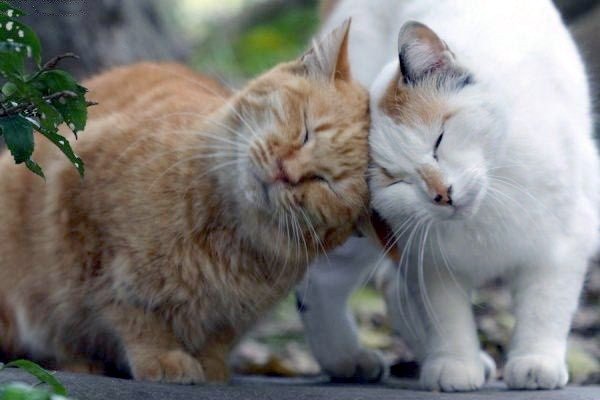 Kattenconsult's tweet photo. Vraag van de week: Waarom geven mijn katten kopjes aan elkaar? https://t.co/2w9UgAzWIf https://t.co/jwKDHwI6Ki