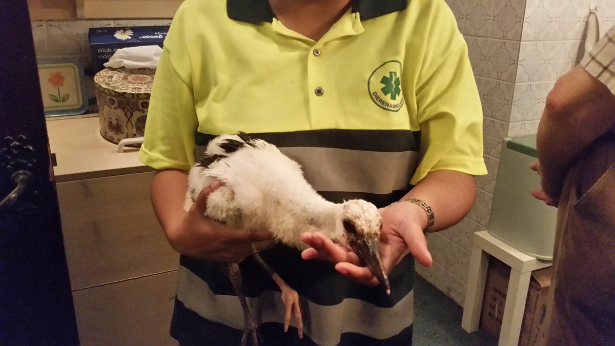 --HERHAAL BERICHT-- #Dierenambulance #Zwolle luidt NOODKLOKKEN.  Zonder vrijwillige ambulance-chauffeurs geen Dierenambulance Zwolle meer. Meldt je aan op  dierenambulancezwolle.nl/vacatures #help #vrijwilligers