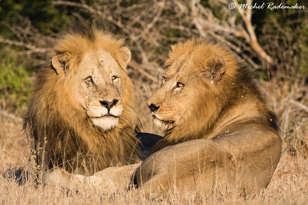 rademakerphotos's tweet photo. Found these majestic lions in @SANParksKNP. Together with a third male they’re known as the #Skybed Males and they ruled the area around the #Timbavati picnic spot when I visited the park in June 2015. #wildlife #nature #photography #Africa #safari #lion https://t.co/MCiZpTcyi5