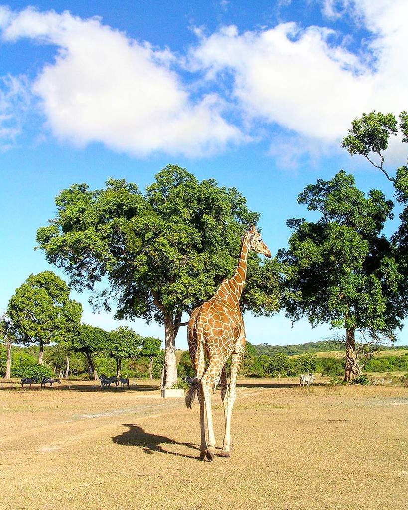 firsttimetravel's tweet photo. Calauit Island, Palawan... Where giraffes, zebras and other animals freely roam.
#philippines #palawan #throwback #picoftheday #beauty #life #photooftheday #love #amazing #globaltravelgram #photography #travel #animals #beautifuldestinations #firsttimet… https://t.co/9AdueVDWWU https://t.co/IFCMKMbNRS