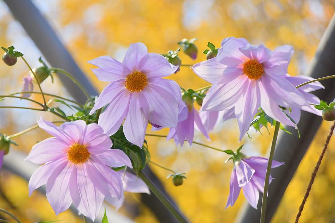 ピロロ ポロロ とっとり花回廊マスコットキャラクター コウテイダリア が見頃です 名前は学名の Dahlia Imperialis 皇帝のダリア からで 空にそびえ立つ威厳ある花姿に由来します 花言葉は 乙女の真心 クリスタルロード にてご覧