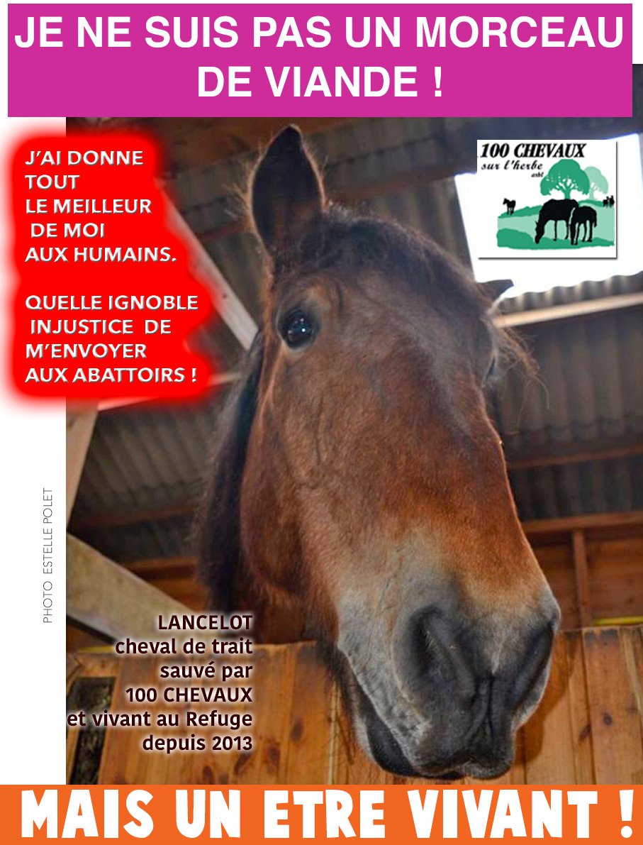 100CHEVAUXSURLH's tweet image. LANCELOT  après une vie de forçat devait partir à l'abattoir. Sauvé par                   100 CHEVAUX, il vit au refuge depuis 4 ans