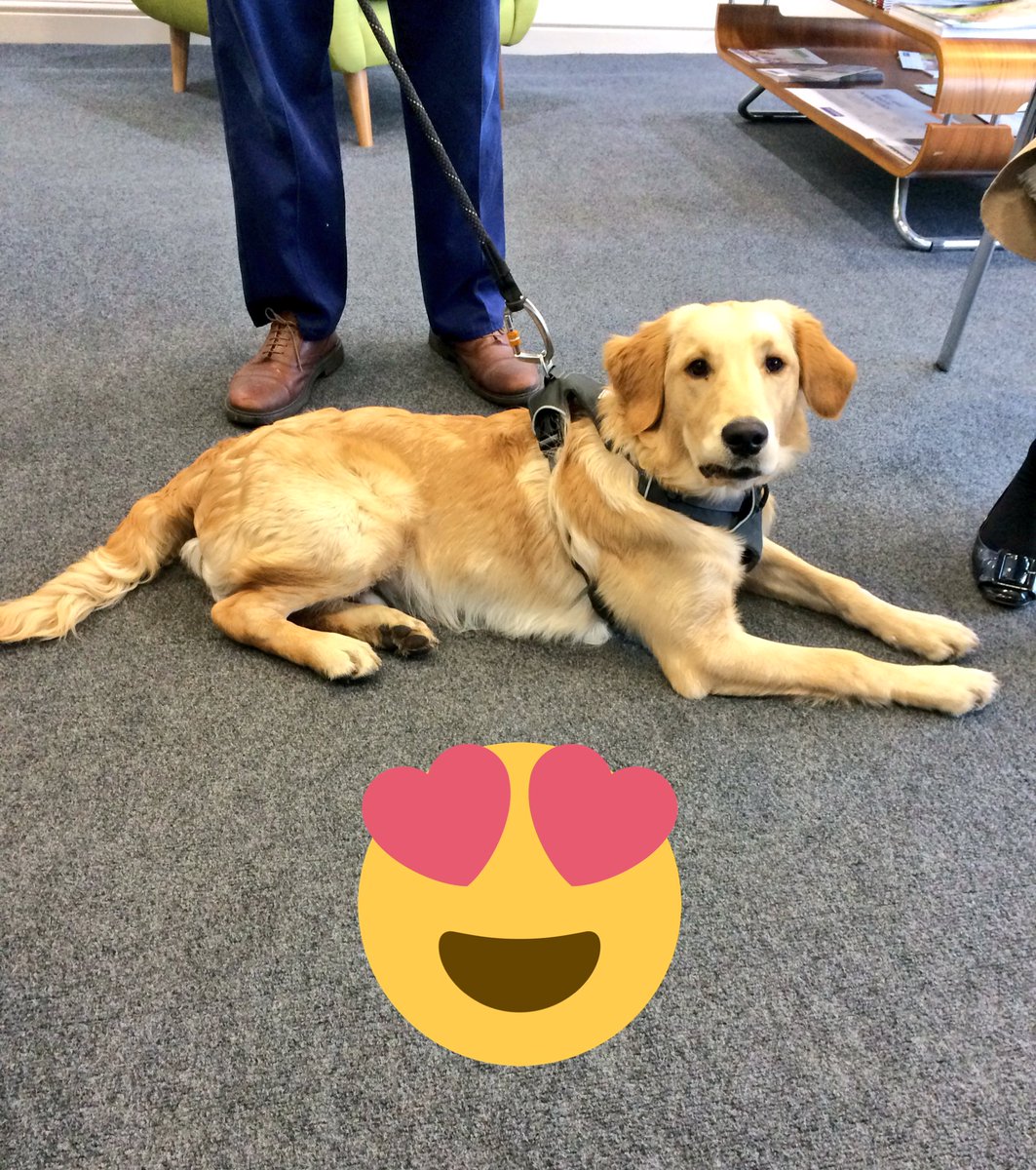 EasingwoldLets's tweet photo. A rather lovely visitor in our office yesterday #dogfriendly https://t.co/eT43iqn0HA