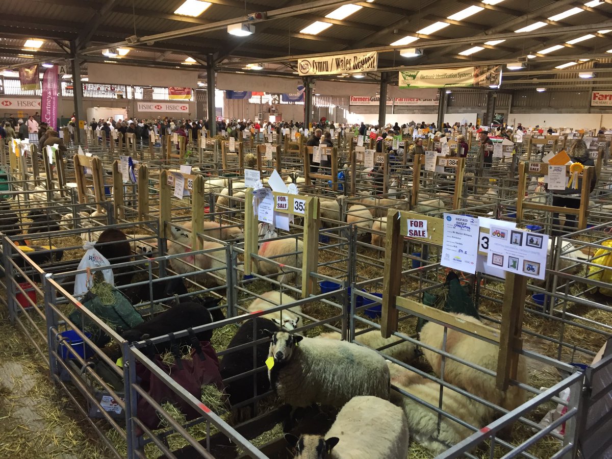 If you wonder what wonder wool looks like when it's not wondereool ... well it's wonderfully woolly #winterfair2017