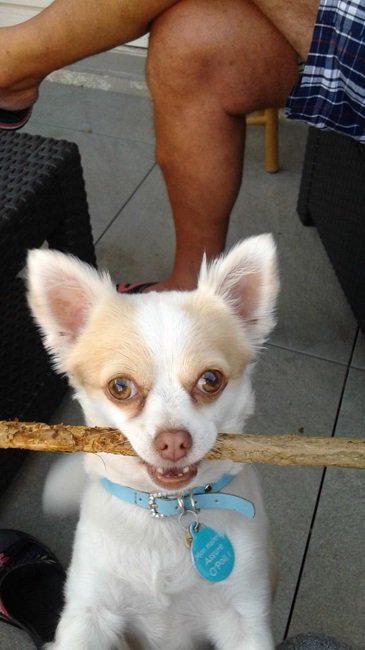 PhotoTouTou's tweet photo. Voici la terrible Izzy, Chihuahua pure race : https://t.co/uwESctm6XL 🤣🐩 https://t.co/3xenO7LldB