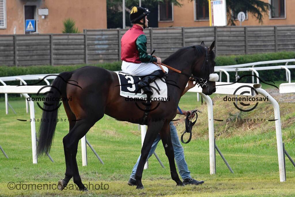 Domagnano #planteur <a href="/AlShaqabRacing/">Al Shaqab Racing</a> #roma #italy #race #razzaambrosiana