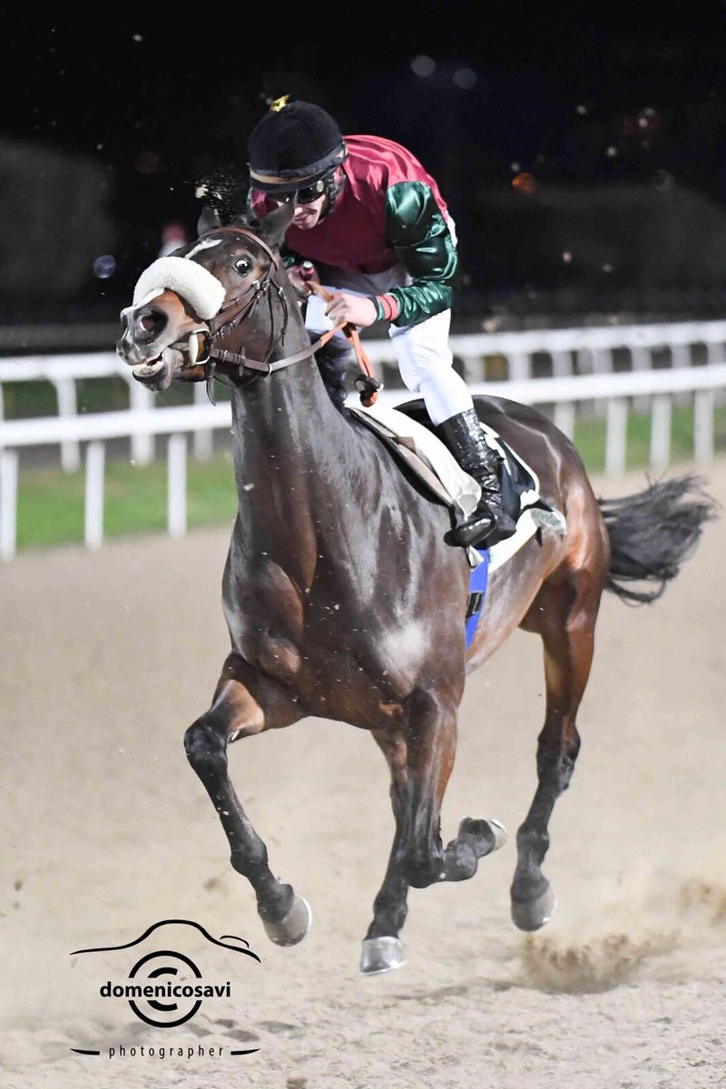 Razza Ambrosiana #horses #race #italy #roma