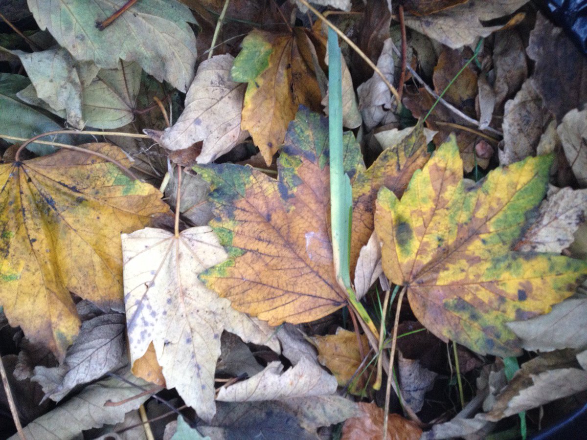 CollinghamGdns's tweet photo. Autumn leaves for days! These are just *some* of the bags of leaves now mulching down into #compost Great work gardening team for clearing those never-ending layers of multicoloured leaves :-) #mulching #autumn #teamwork #UrbanGardens #UrbanEcology #ForestSchool #colours #leaves https://t.co/ViMG2popha