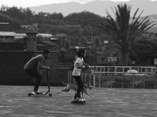 Lphotomascotas's tweet photo. #Speedog #urbano en #santacruzdetenerife #sonya6000 #sigma30mm https://t.co/cC8u0mxMwi