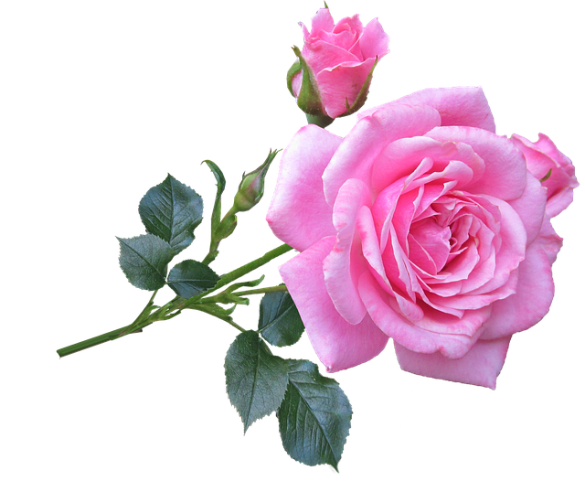 DesignsSuperior's tweet photo. Good morning, how are you?
Hope you have a wonderful Tuesday
#SuperiorWebDesign #NorthWest https://t.co/P5Gy2sLRbq