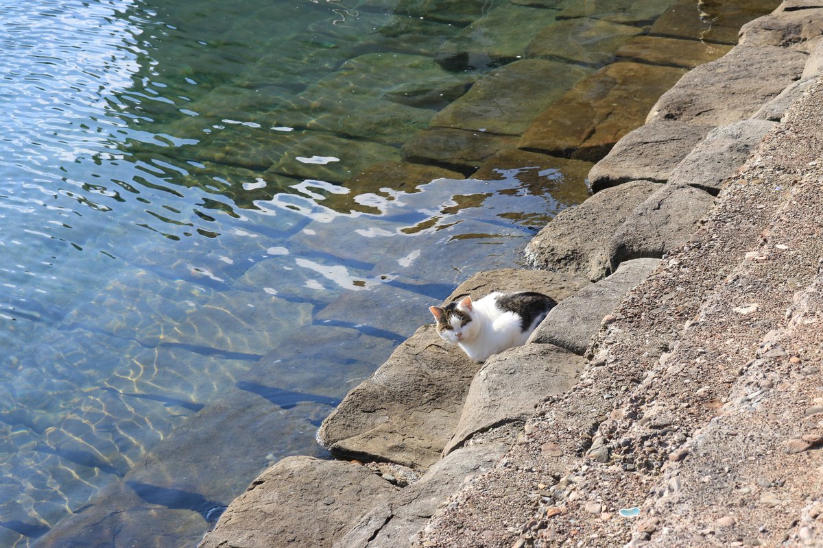 猫の島 青島 A Twitter 青島に通い詰めて 間もなく３年になるが 未だに海に落ちて 海を泳ぐ猫を見たことがない 青島の猫は海に落ちそうで 落ちない