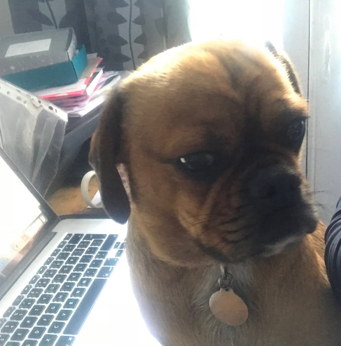 ShakyraDowling's tweet image. Grumpy #CastingDog