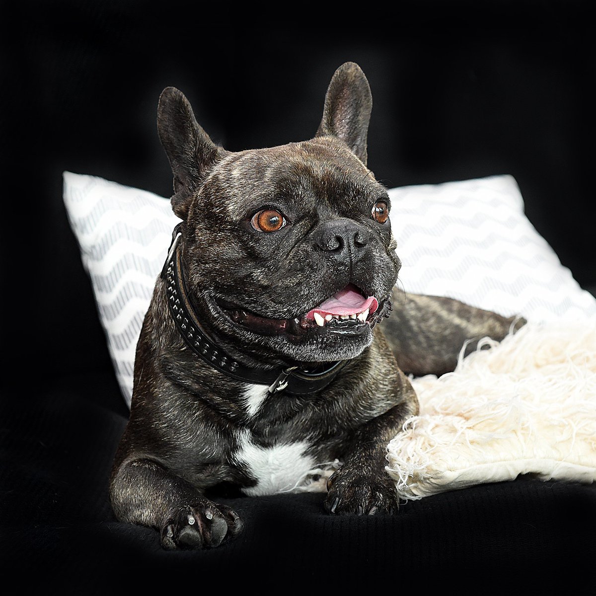 LebDeinDesignDE's tweet photo. #Haustier Smart Home - #Hund und #Katze fühlen sich wohl im Smart Home | #Haustiere #Smarthome ➤ https://t.co/bup9urLcdY https://t.co/o1wsDVuCXA