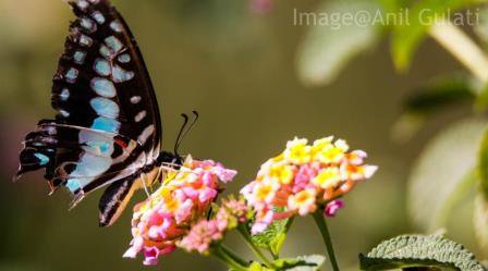 Anil5's tweet photo. Winged ones close to us in #nature, which many times we forget Common jay #butterfly though their decline is indicator of the #climatechange we are experiencing ! #commonjay https://t.co/BWnkgVTwSi