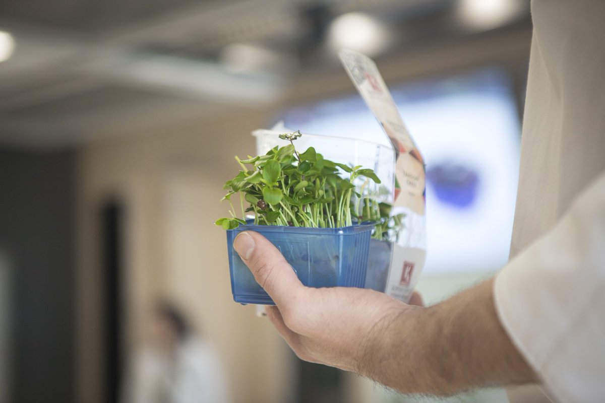 bculinary's tweet photo. Microvegetales, plantas comestibles en miniatura que concentran todo el sabor de sus ejemplares adultos, cada vez más presentes en la alta cocina. Hoy en #MasterBCC formación de @koppertcress, empresa especializada en germinados para la cocina https://t.co/d0SlZ0CPN1