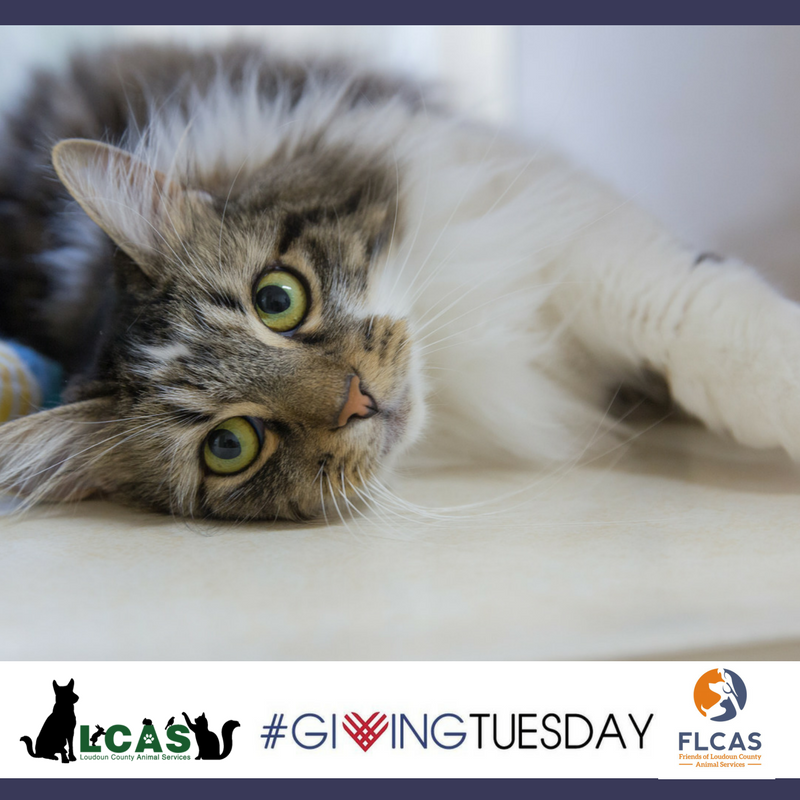 GoodDogAdmiral's tweet photo. Help my mom raise money for Friends of LCAS! Visit her Facebook fundraiser at https://t.co/ZxVuRLv0Db. #GivingTuesday2017 https://t.co/uZMKZn1D3s