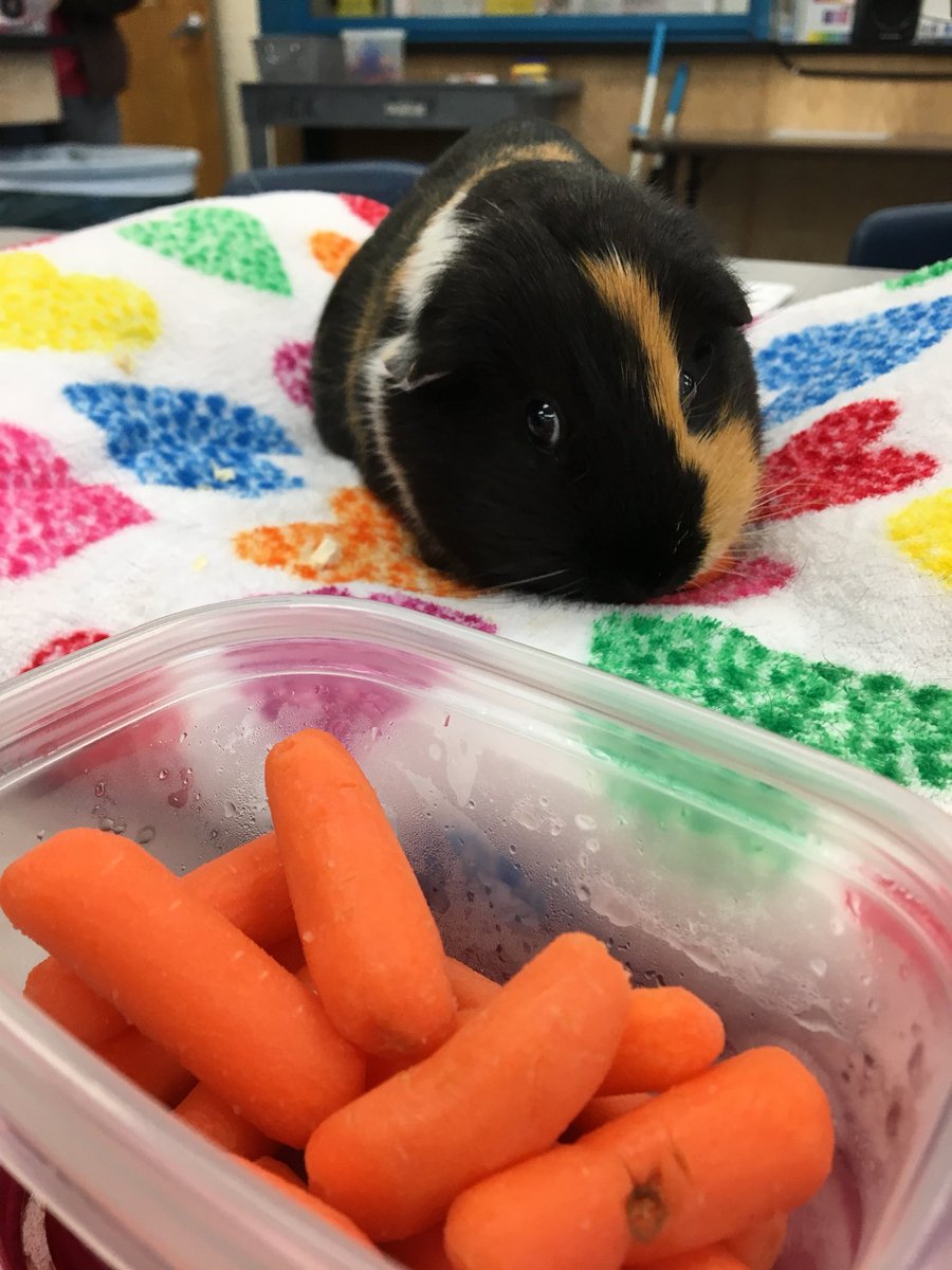 PatchesThePig's tweet photo. still hungry even after thanksgiving https://t.co/p0fY07BxCV