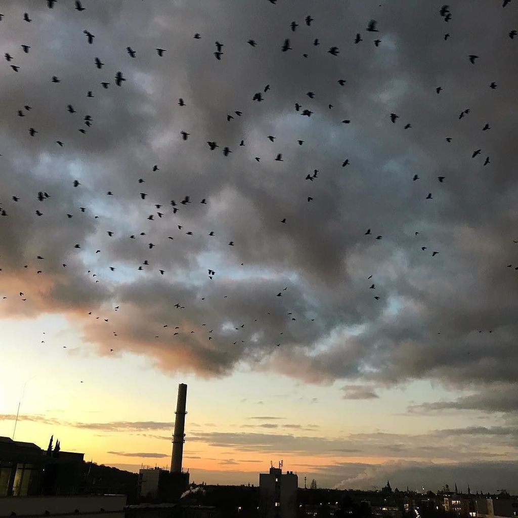 nikkyb's tweet photo. Everyday at 16.30 I get a visit from a noisy flock of birds. A bit ominous. *
*
#flock #omen #wintersundown https://t.co/oe5CZGOIBJ https://t.co/DbpqvbugiV