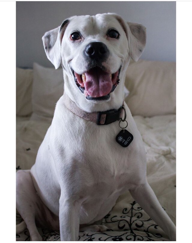 EndlessPetID's tweet photo. Put a smile on your Pets face knowing that their well being is your #1 Priority. #EndlessPetID #DoggySmile #TuesdayHappiness #HighTechDogTag 🐾    #HighTechPetTag  🐾 
#HighTechTag        🐾 #HighTechCatTag. 🐾 https://t.co/3PyZQG4xGP