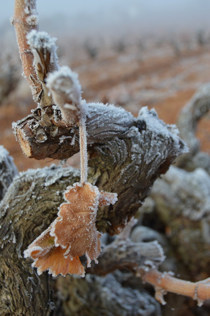 Mañana de nieblas, cencellada y frío invernal en nuestras #viñas de #Cigales <a href="/RutaVinoCigales/">Ruta del Vino Cigales</a> <a href="/DOCigales/">D.O. Cigales</a> @CyLesVida