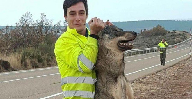¡Esto es intolerable! 

👎 Un trabajador público atropella a un lobo ibérico en Palencia y posa con él de esta manara. 

👍 Si encuentras a un animal herido, ayúdale, préstale la atención que darías a cualquier persona en esa situación.