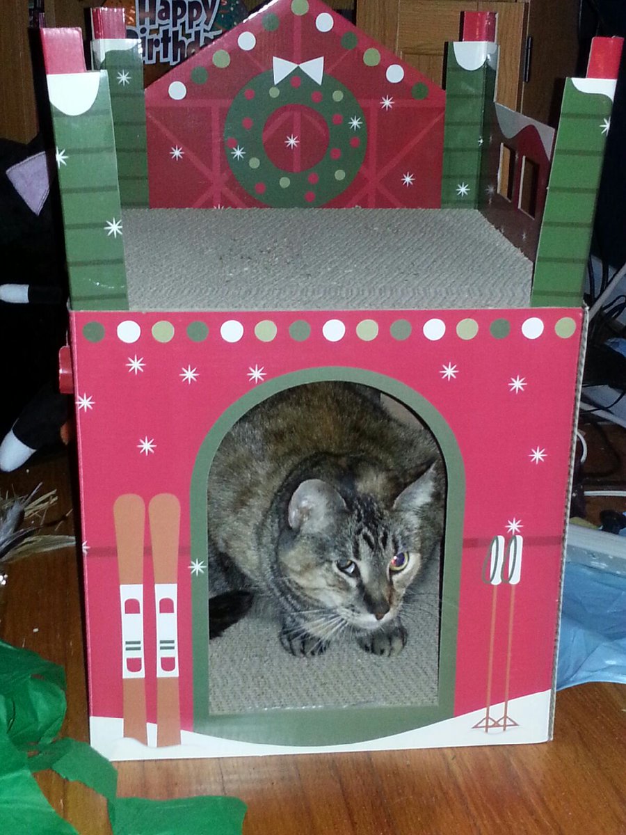 Kristacatlady's tweet image. It&apos;s #GivingTuesday! Please consider donating to @tenthlifecats. They are a rescue that prioritizes cats with special needs. That&apos;s where we got our beloved Etta from.