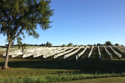 5 Must-Visit Ohio Valley Wineries goo.gl/2N7r5g #TravelTuesday #Travel #wine #winelover #winetasting #winetourist