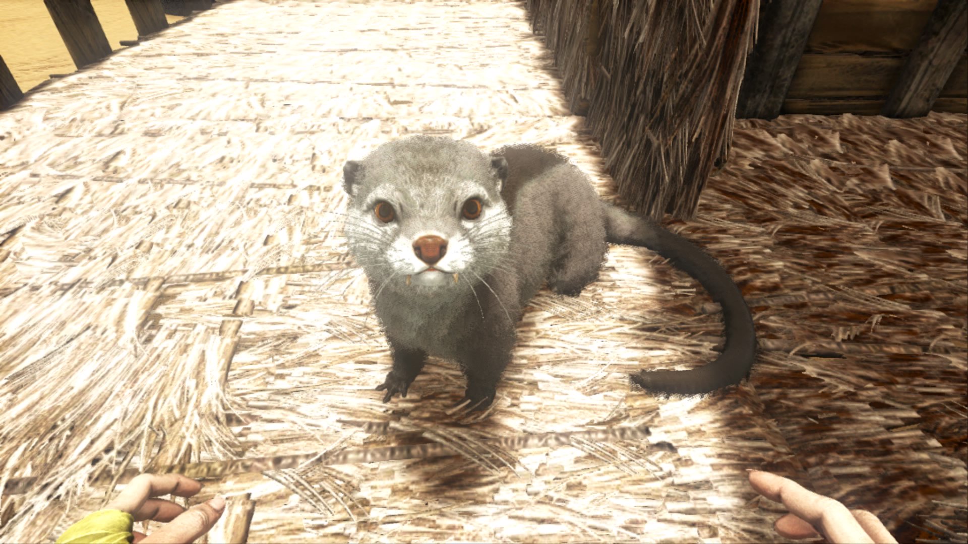すずね カワウソちゃん可愛い Ark アークサバイバル Ps4share T Co 7cjlnxxvh7 Twitter