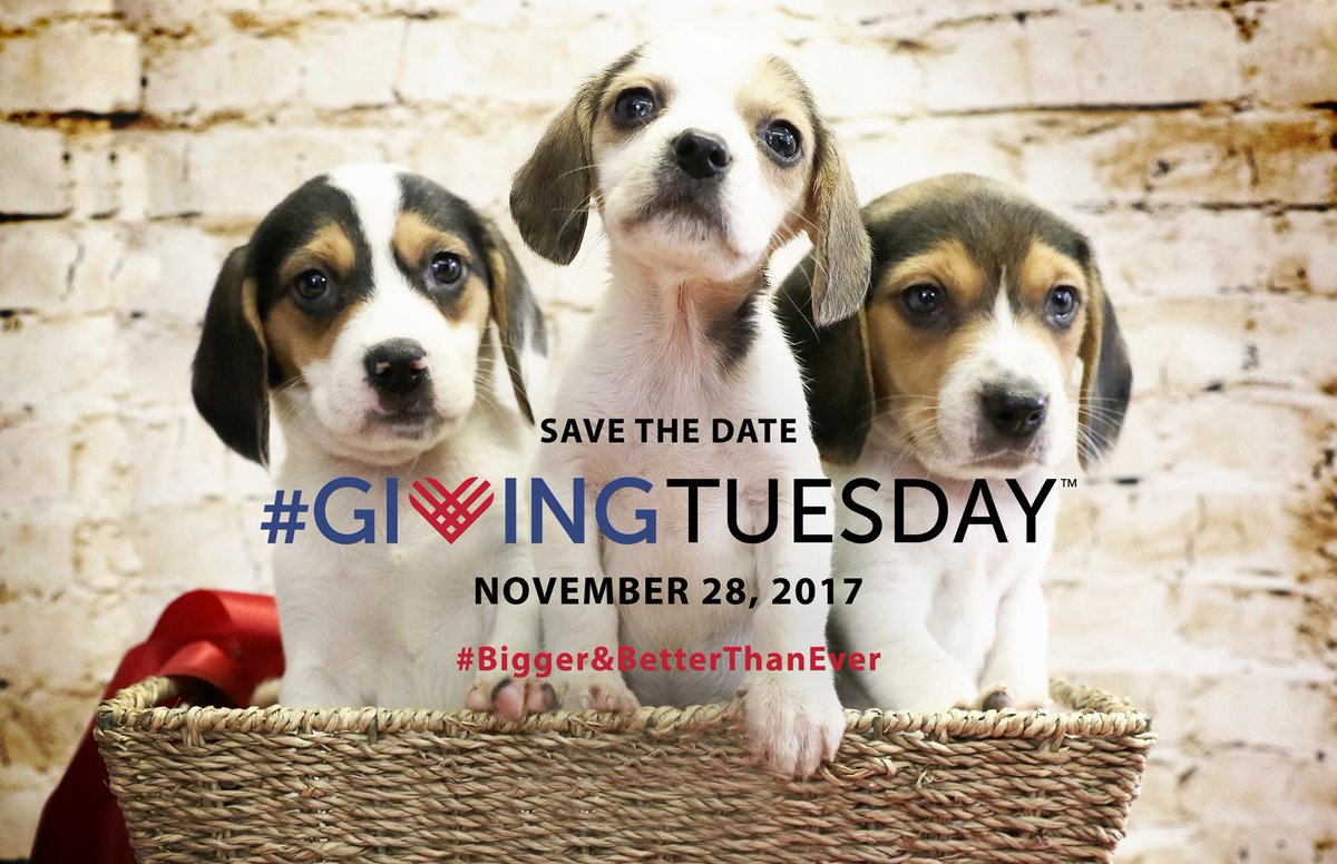ARLBostonRescue's tweet photo. Your impact can be doubled on this #GivingTuesday! We find out more during an interview with ARL Chairman of the Brd of Directors @Malcolm_McD and the beautiful rescue pup Hazel: https://t.co/ZxpRvk9gF8 #KindnessUpliftstheWorld https://t.co/EZbQ18o8j4